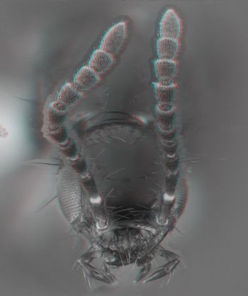 Media type: image;   Entomology 601713 Aspect: head 3D